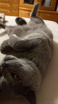Britische Kurzhaar Katze (Kater) - 3