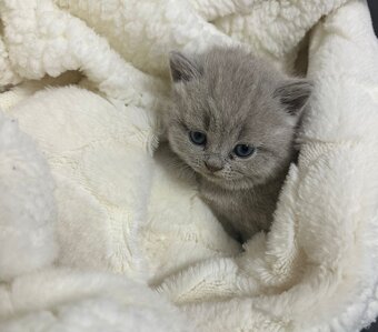 Original Britische Katzen - 3