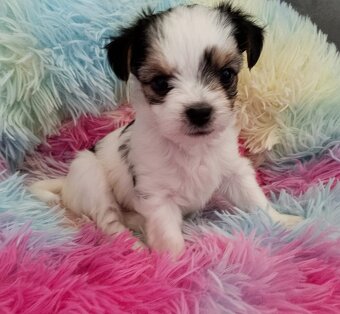 Beawer yorky Chihuahua Mix Welpen - 3