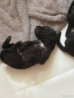 Cane Corso x Malinois Welpen - 3