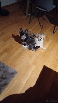 2 chihuahua reinrassig verkaufen - 3