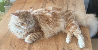 Maine Coon Kater - 3