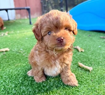 F1b Cavapoo-Welpen (Milo & Teddy) adoptiert - 3