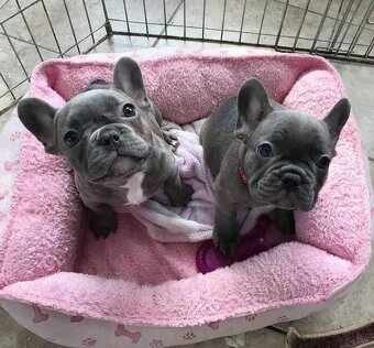Französische Bulldoggen Welpen. - 3