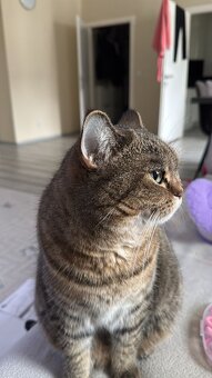 BKH Katze Weiblich - 3