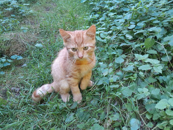 3 junge Kater herzugeben - 3