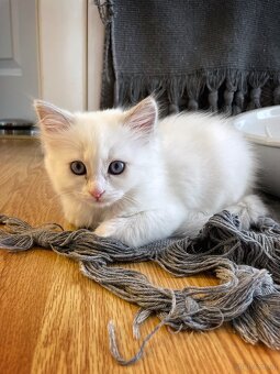 Edelmix Ragdoll Heilige Birma Kitten - 3