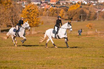 Kladruber horse - 3