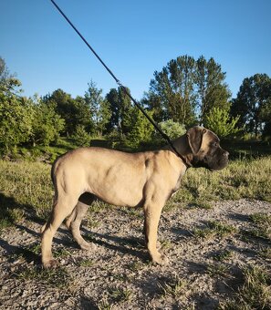 Bulmastif s PP/ Bullmastif/ Bulmastiff - 3