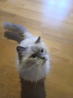 Ragdoll Katze - 3