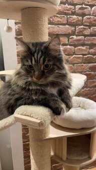 Katzen zu vergeben - 3