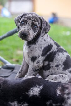Louisian catahoula hund - 3
