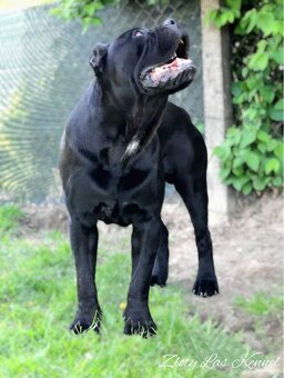 WhatsApp +4915510295604 Cane Corso schwarze Hündin verfügbar - 3
