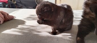 BKH Kitten - 3
