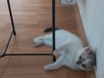 Bkh kitten - 3