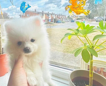 Pomeranian-Welpen abzugeben - 3