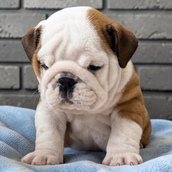 Bezaubernde Englische Bulldoggen-Welpen - 3