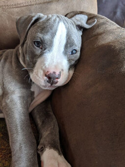 American Pit-Terrier-Welpen - 3