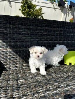 Malteser welpen - 3