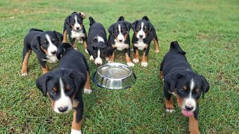 Appenzeller Sennenhund - FCI-Welpen - 3