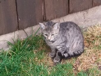 Junge Katze - 3