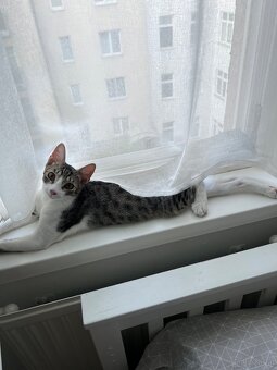 Kater - 3