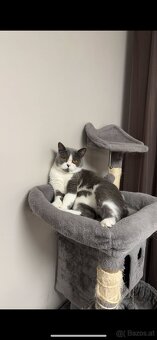 BKH Britisch Kurzhaar Kater Blue Bicolor - 3