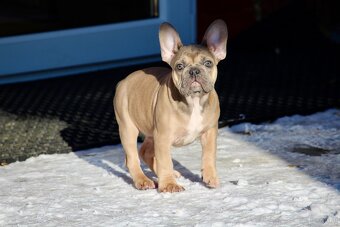 Französischen Bulldoggen Welpen mit Stammbaum - 3