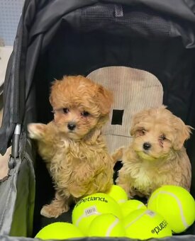 Maltipoo-Welpen - 3