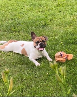 Französische Bulldogge - 3
