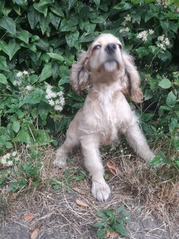 SPANIEL- FREUNDE AUFGEPASST - 3