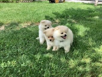 Bezaubernde Zwergspitz-pomeranian welpen - 3
