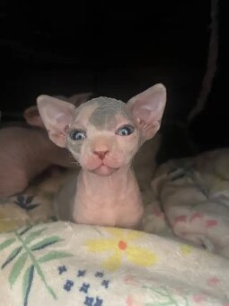 Bezauberndes Sphynx-Kätzchen - 3
