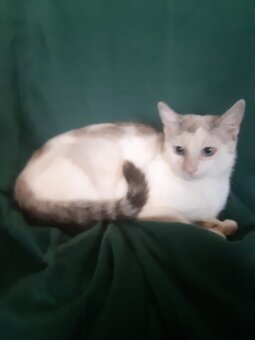 KATZE ,weiblich, geimpft - 3