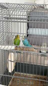 Wellensittiche mit Käfig und Zubehör zu verkaufen - 3