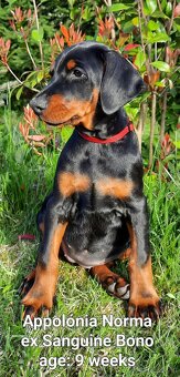 Doberman puppies with FCI pedigree - 3
