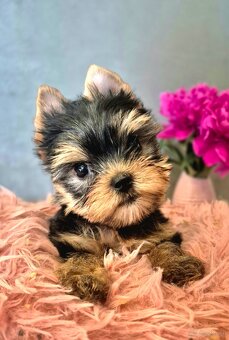 Yorkshire Terrier mit FCI - 3