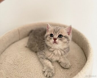 Reinrassige BKH Kitten - 3