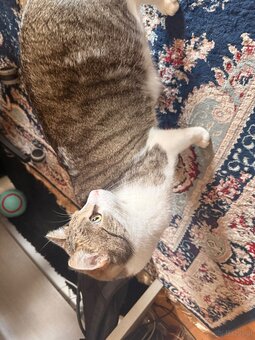 Gepflegter Kater zu verschenken - 3