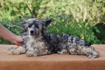 chinese crested dog - hairless - FCI - 3