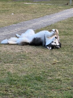 Sibirischer Husky Rüde zu vergeben - 3