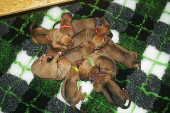 Rhodesian ridgeback FCI - 3