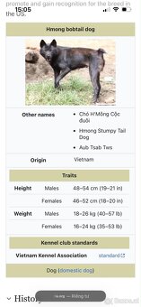 hmong bobtail dog - 3