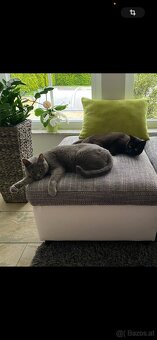 Britisch Kurzhaar Kater - 3