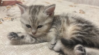 BKH Kittens Reinrassig - 3