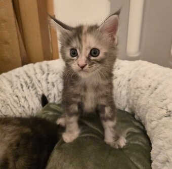 Wunderschöne Maine Coon Kitten zu vergeben - 3