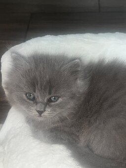 Britische Lang Haar Kater - 3