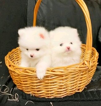 Pomeranian-Welpen suchen ein neues Zuhause - 3