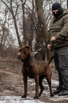 American Bandog / Bandog - 3
