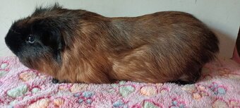 Cuy - Riesenmeerschweinchen - 3